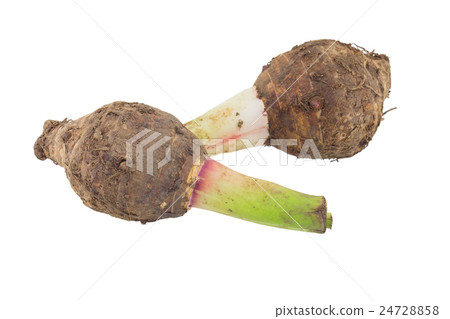 Taro isolated on white background. Taro isolated on white background. 24728858