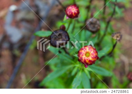 Abstract nature blured background, Beautiful purpl 24728861