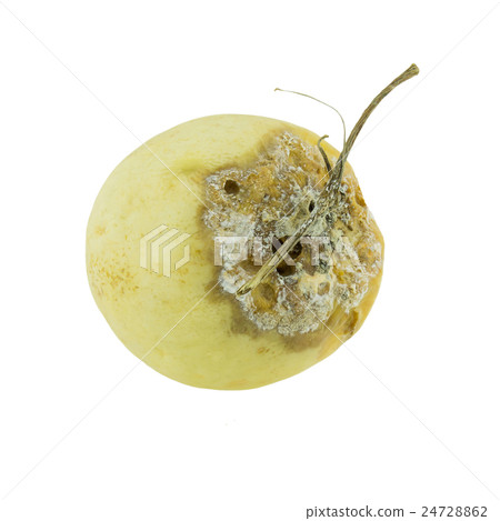 Cantaloupe rotten isolated on whited background. Cantaloupe rotten isolated on whited background. 24728862