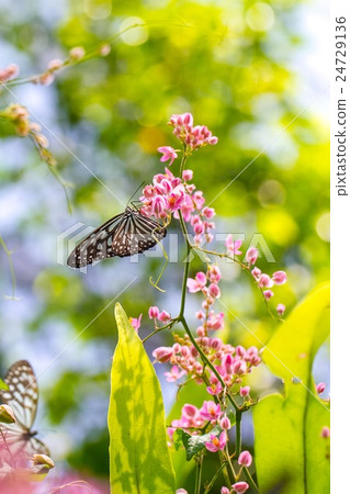 Colorful and beautiful butterflies Colorful and beautiful butterflies 24729136