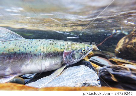 Spawning salmon 24729245