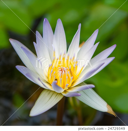 Water Lily Water Lily 24729349