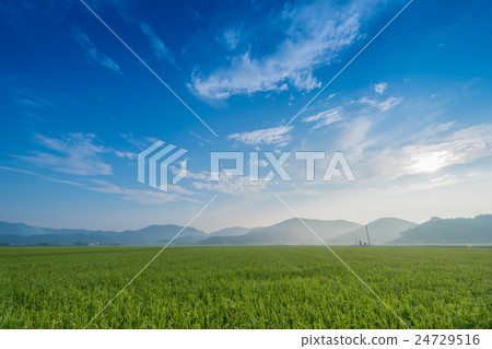 清晨的風景和清爽的稻田清爽的陽光 清晨的風景和清爽的稻田清爽的陽光 24729516