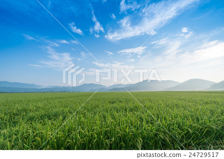 Early morning landscape of refreshing paddy fields 24729517