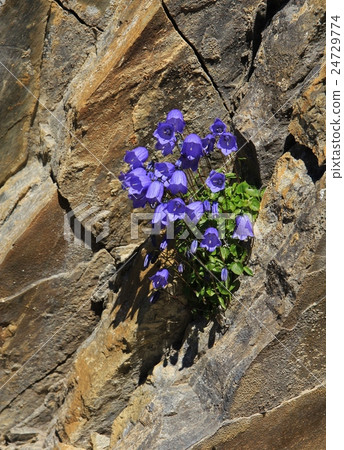 Alpine bellflower growing on a rock in the Alps 24729774