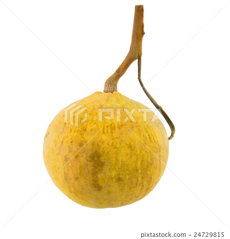 Sentul isolated on the white background. 24729815