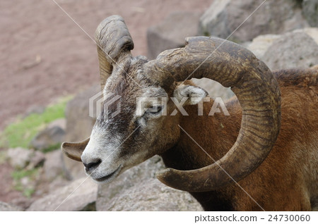 Mufflon 24730060