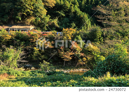 水郡線“山間紅葉色彩斑斕” 水郡線“山間紅葉色彩斑斕” 24730072