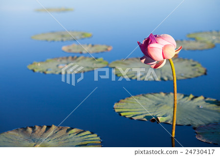 Lotus flower over blue lake 24730417