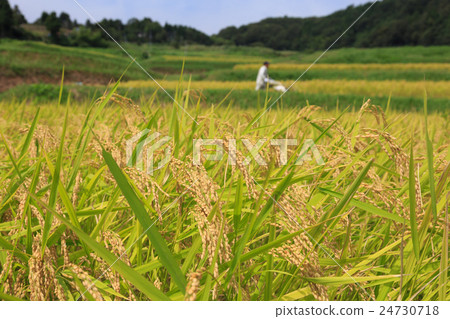 用單排切割粘合劑收割大米 用單排切割粘合劑收割大米 24730718