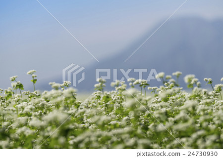 Flowers beside Hanoi 24730930