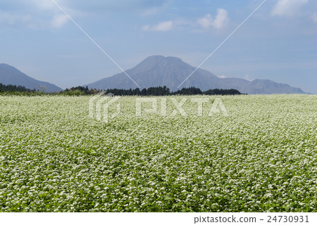 Flowers beside Hanoi 24730931