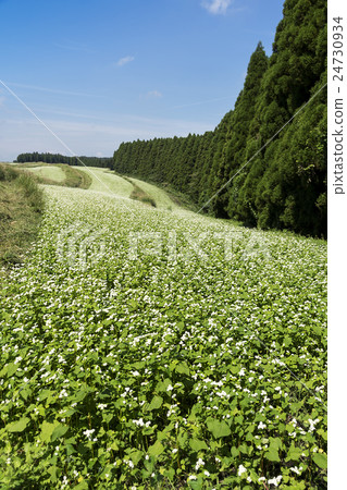Flowers beside Hanoi 24730934