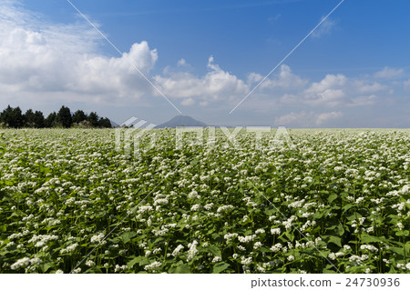 Flowers beside Hanoi 24730936
