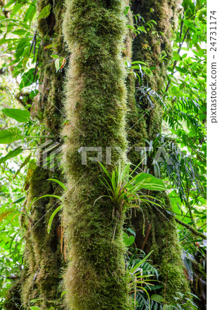 Moss grown tree trunk in rainforest Moss grown tree trunk in rainforest 24731174