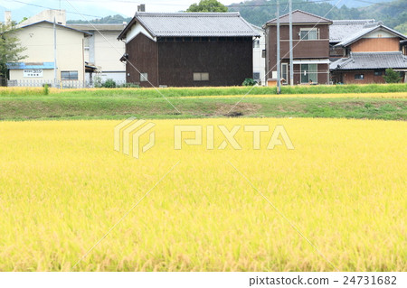 Autumn rice field (Iga city, Mie prefecture) 24731682