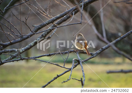 Kotobuki Kotobuki 24732002