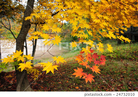 秋天的樹葉 24732010
