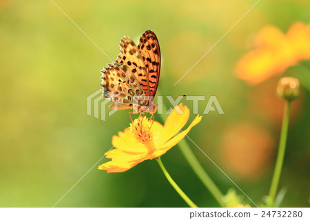 Pinus thunberg Leopard (♂) and Kivanacosmoth ⑨ 24732280