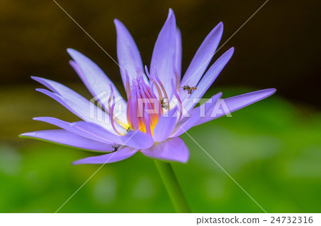 purple lotus purple lotus 24732316