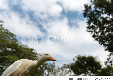 One call duck playing in the park One call duck playing in the park 24732562
