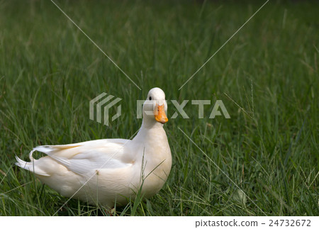 One call duck playing in the park 24732672