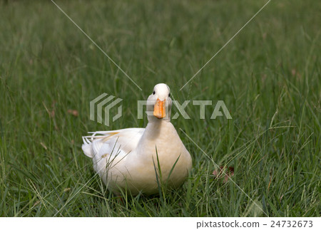 One call duck playing in the park One call duck playing in the park 24732673