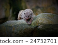 Banded Mongoose 24732701