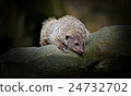Banded Mongoose 24732702