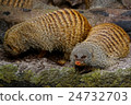 Banded Mongoose 24732703