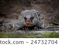 Banded Mongoose 24732704