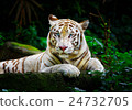 White Tiger 24732705