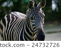 Zebra 24732726