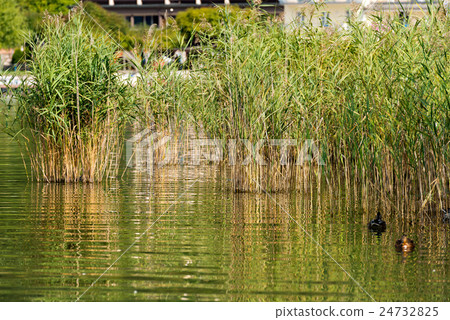Green Reeds - Levico Lake Italy 24732825