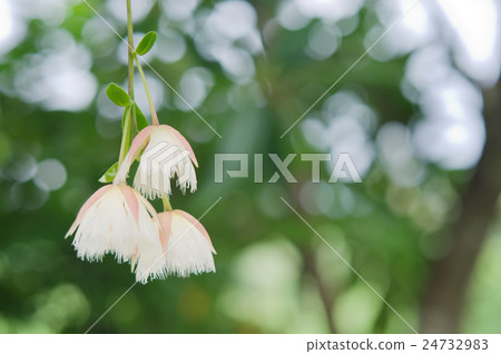 Elaeocarpus hainanensis or Elaeocarpus grandiflora Elaeocarpus hainanensis or Elaeocarpus grandiflora 24732983