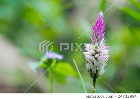 Celosia flower or cockscomb flower blooms 24732984