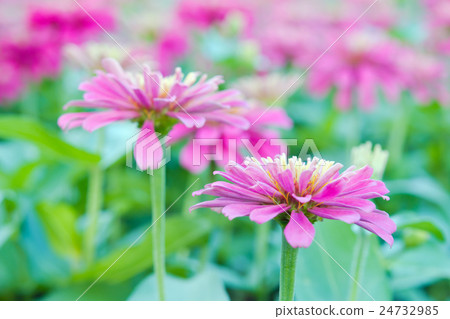 Hybrid Aster flower in flowerbed garden Sirikit Hybrid Aster flower in flowerbed garden Sirikit 24732985