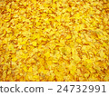 Spreading of ginkgo biloba 24732991