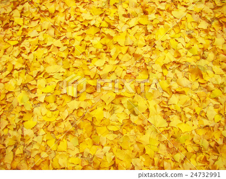 Spreading of ginkgo biloba Spreading of ginkgo biloba 24732991