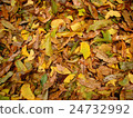 Falling of deciduous leaves 24732992