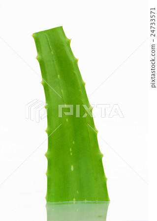 Aloe vera isolated on white background 24733571