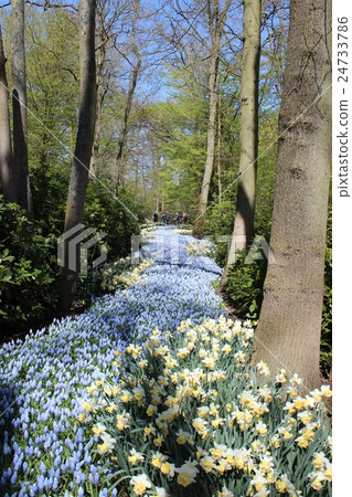 A beautiful flower garden in Keukenhof Park A beautiful flower garden in Keukenhof Park 24733786