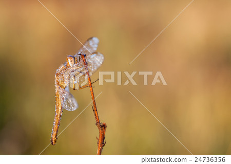 dragonfly in close up dragonfly in close up 24736356