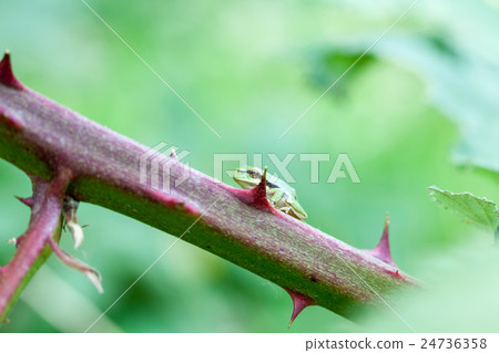 European tree frog 24736358