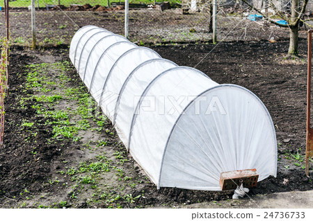 small greenhouse in country garden in spring 24736733