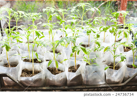 green shoots of tomato plant in plastic boxes 24736734