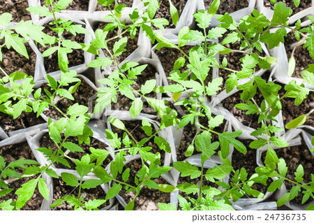 top view of green plant shoots in plastic tube top view of green plant shoots in plastic tube 24736735