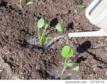 cabbage sprouts watered from watering can 24736739