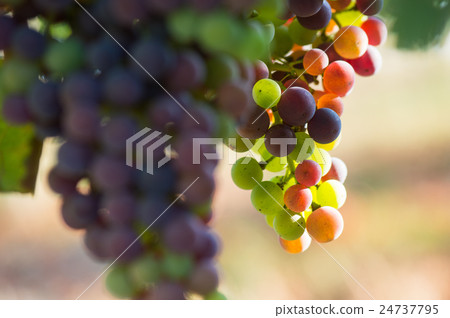 Grapes changing color during veraison Grapes changing color during veraison 24737795