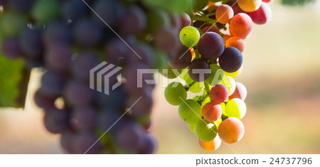 Grapes changing color during veraison Grapes changing color during veraison 24737796